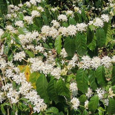 kelagoor-blossom-01
