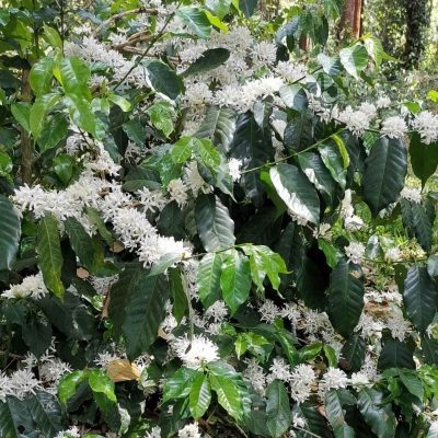 kelagoor-blossom-02