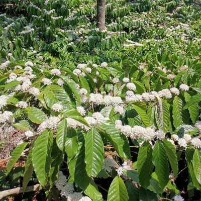 kelagoor-blossom-03