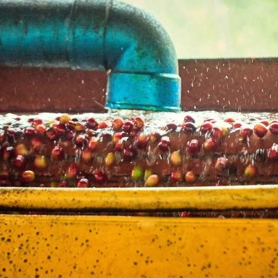 kelagoor-cherry-processing-01