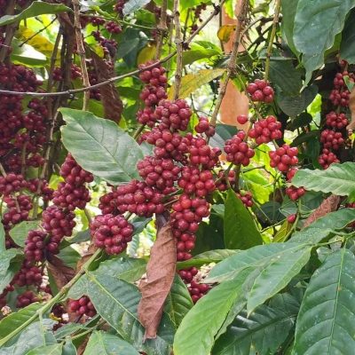 kelagoor-harvest-01