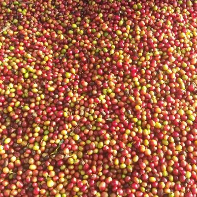 kelagoor-harvest-03